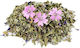 Malva 1kg