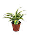 Dracaena 'surprise' 12cm