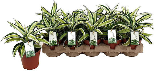 Dracaena 'malaika' 12cm Dracaena 'malaika' 12cm