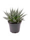 Aloe Aristata 5.5cm