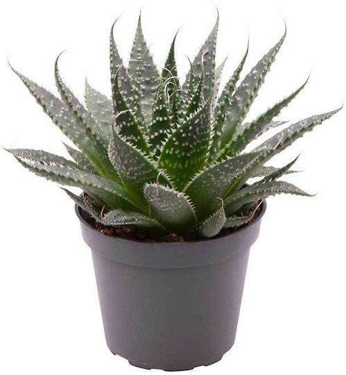 Aloe Aristata 5.5cm Aloe Aristata 5.5cm