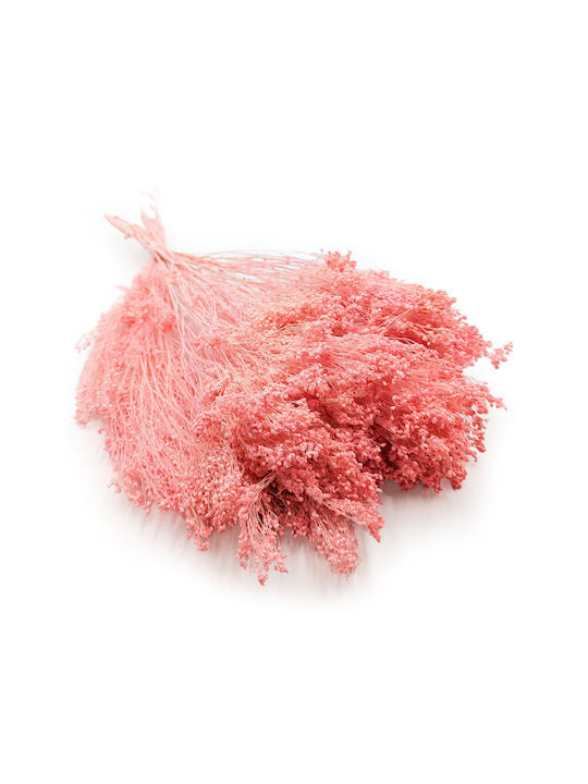Dried Broom Bloom Gorse Salmon Pink