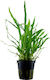Tropica Microsorum Pteropus 'Narrow' 1-2 Grow
