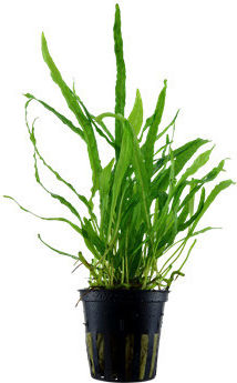 Tropica Microsorum Pteropus 'Narrow' 1-2 Grow
