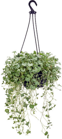 Διχόνδρα Dichondra Argentea Silver Falls In Hanging Pot