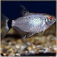 Red Eye Tetra 3cm