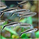 Penguin Tetra 3-4cm