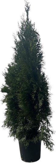 Thuja Smaragd 90/110