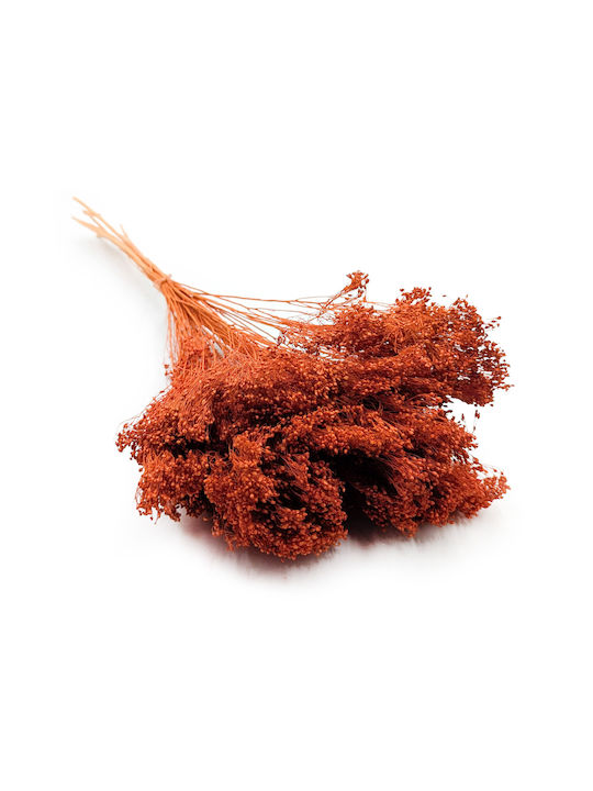 Dried Broom Bloom Broom Dark Terracotta