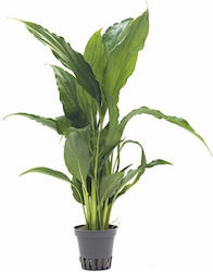 Aquaflora Spathiphyllum Wallisii Pt Hydrophilous