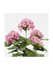 Dekorative Topfpflanze Hortensie Inart Rosa Höhe 35x35x50 cm