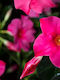 Mandevilla Rio Hot Pink 3lt Pflanzen