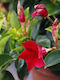 Mandevilla Rio Дълбоко Червена 3л