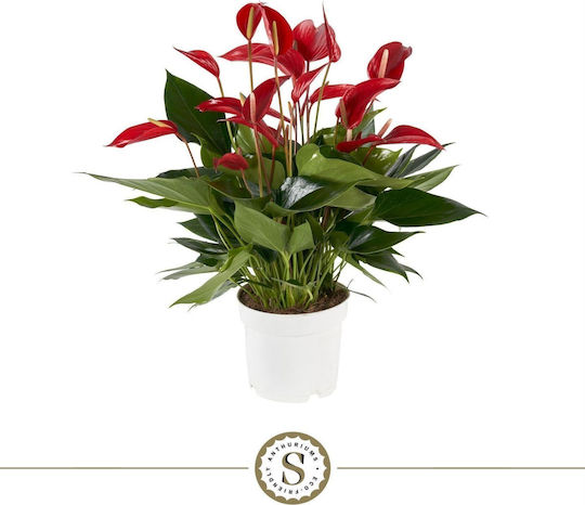 Floare de Coadă (Anthurium) Banderola Roșie Mille Fleurs XXL Floare de Coadă (Anthurium) Banderola Roșie Mille Fleurs XXL