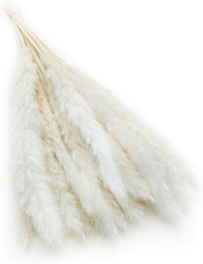 Mini Pampas Grass Bleached