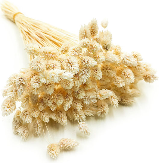 Dried Phalaris Canary Canary Grass Bleached