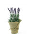 Zaros Lavendel in Topfpflanze Zaros