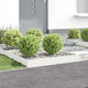 vidaXL Metallic Garden Hedge In White Colour 1x...