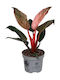 Philodendron 'pink Bikini' 12cm