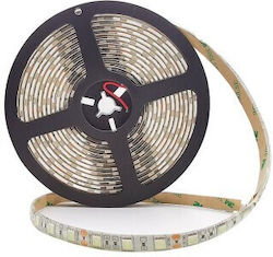 Bandă LED Impermeabilă 24V Lumină Alb Natural Tip SMD5050 cu Sursă de Alimentare Bandă LED Impermeabilă 24V Lumină Alb Natural Tip SMD5050 cu Sursă de Alimentare