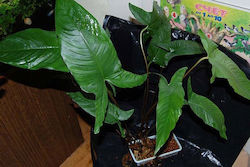 Anubias Gilleti Anubias Gilleti
