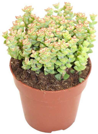 Crassula 'tom Thumb' 8.5cm