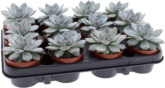 Echeveria 'blue Bird' 8.5cm