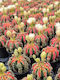 Gymnocalycium Mih Japan Mehrfarbig 7,5cm