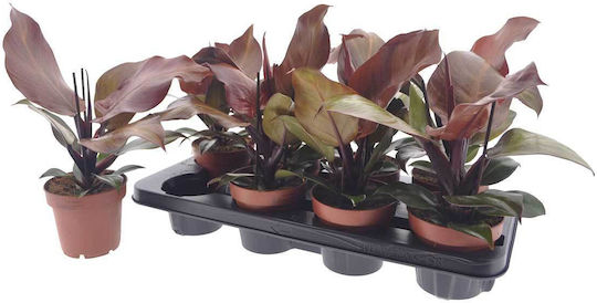 Philodendron 'Sunlight' 12cm