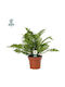 Φτέρη Blechnum Gibbum Silver Lady
