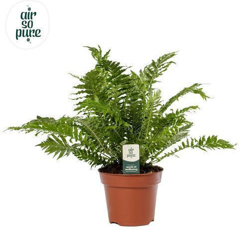 Ferigă Blechnum Gibbum Silver Lady Ferigă Blechnum Gibbum Silver Lady