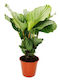 Καλαθέα Calathea Orbifolia Xxl