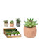 Artificial Potted Plant Cement Casserole 8cm Grey