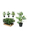 Artificial Buxus Plant Black Potted Plant 38cm