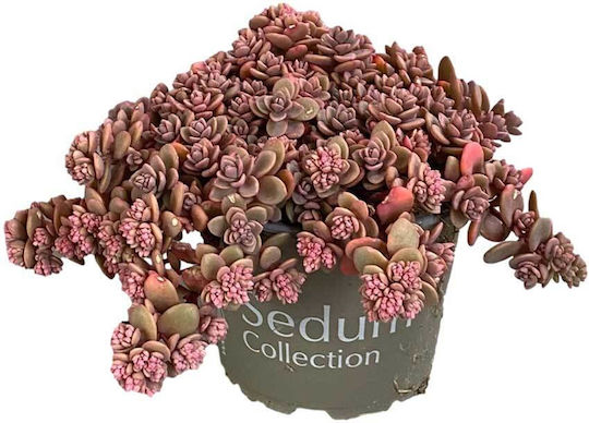 Sedum Cyaneum 'sachalin' 12cm