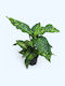 Глупави Бастуни Dieffenbachia Spotty XL
