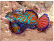 Pterosynchiropus Splendidus M