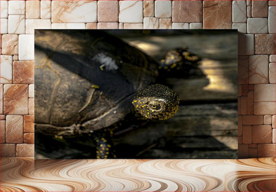 Turtle On Wooden Surface Χελώνα Σε Ξύλινη Επιφάνεια 1 Ξύλινος Turtle On Wooden Surface Χελώνα Σε Ξύλινη Επιφάνεια 1 Ξύλινος
