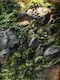 Artificial Foliage Panel 2x1.5m Artificial