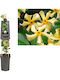 Trachelospermum 'star Toscane' 3lt