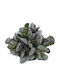 Adromischus Cooperi 8.5cm