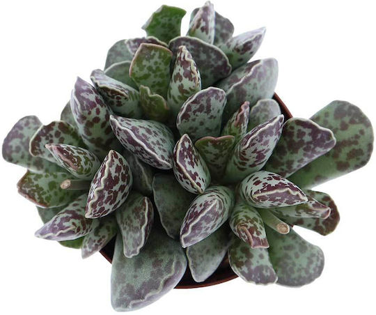 Adromischus Cooperi 8.5cm
