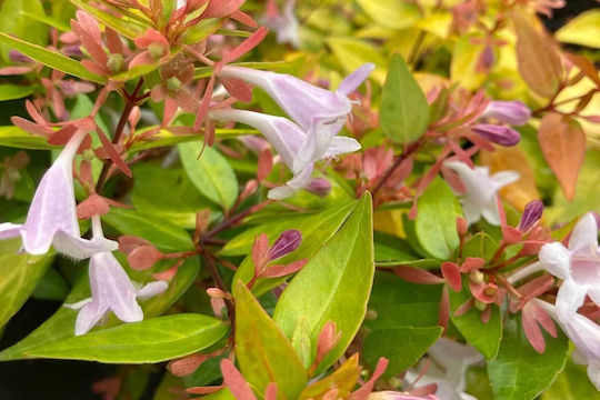 Abelia 'Gold Spot' 3lt