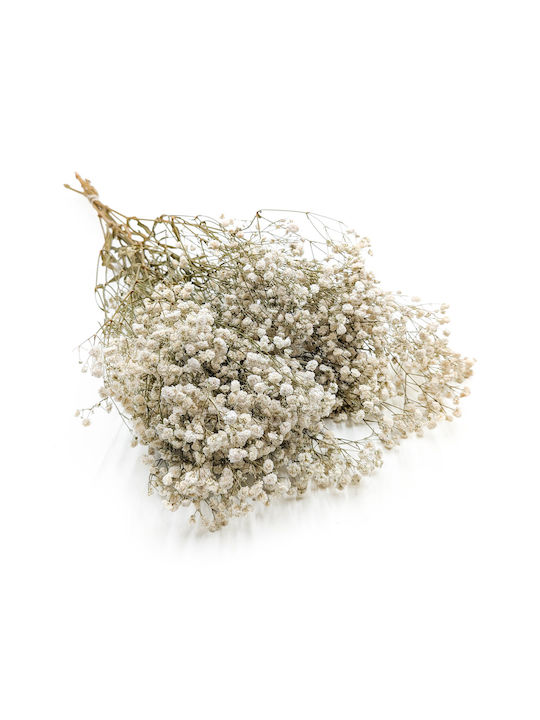 Stabilized Baby's Breath Gypsophila Royal Bouquet Natural