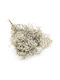Stabilized Baby's Breath Gypsophila Royal Bouquet Natural