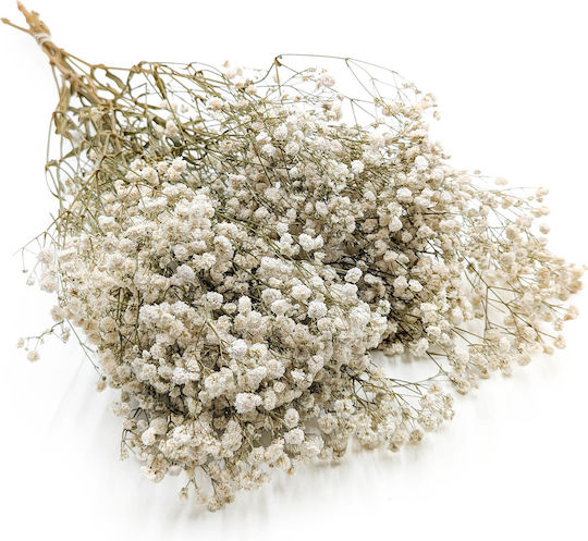 Stabilisiertes Baby's Breath Gypsophila Royal Blumenstrauß Natürliche