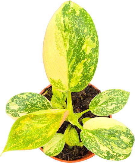 Φιλόδενδρο Philodendron Green Congo Variegata
