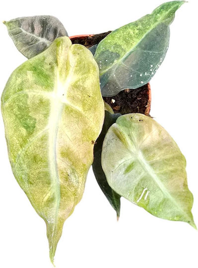 Alocasia Polly Variegata Aurea