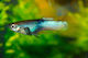 Poecilia Reticulata Pingu Male M