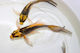 Koi Kabuto 12-16cm